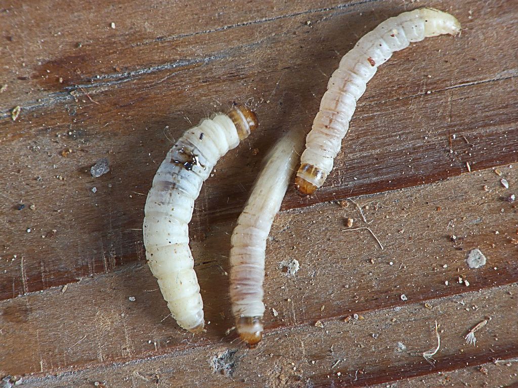 Caterpillars on the wood