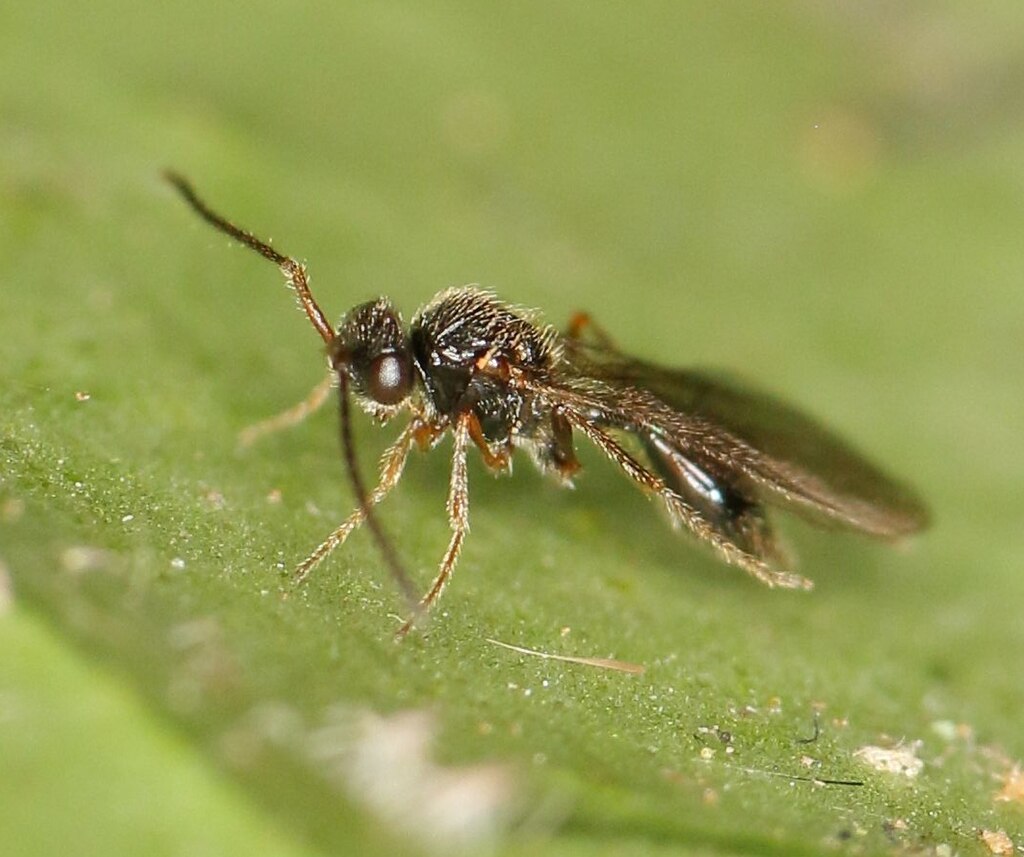 Female parasitoid wasp on a leaf