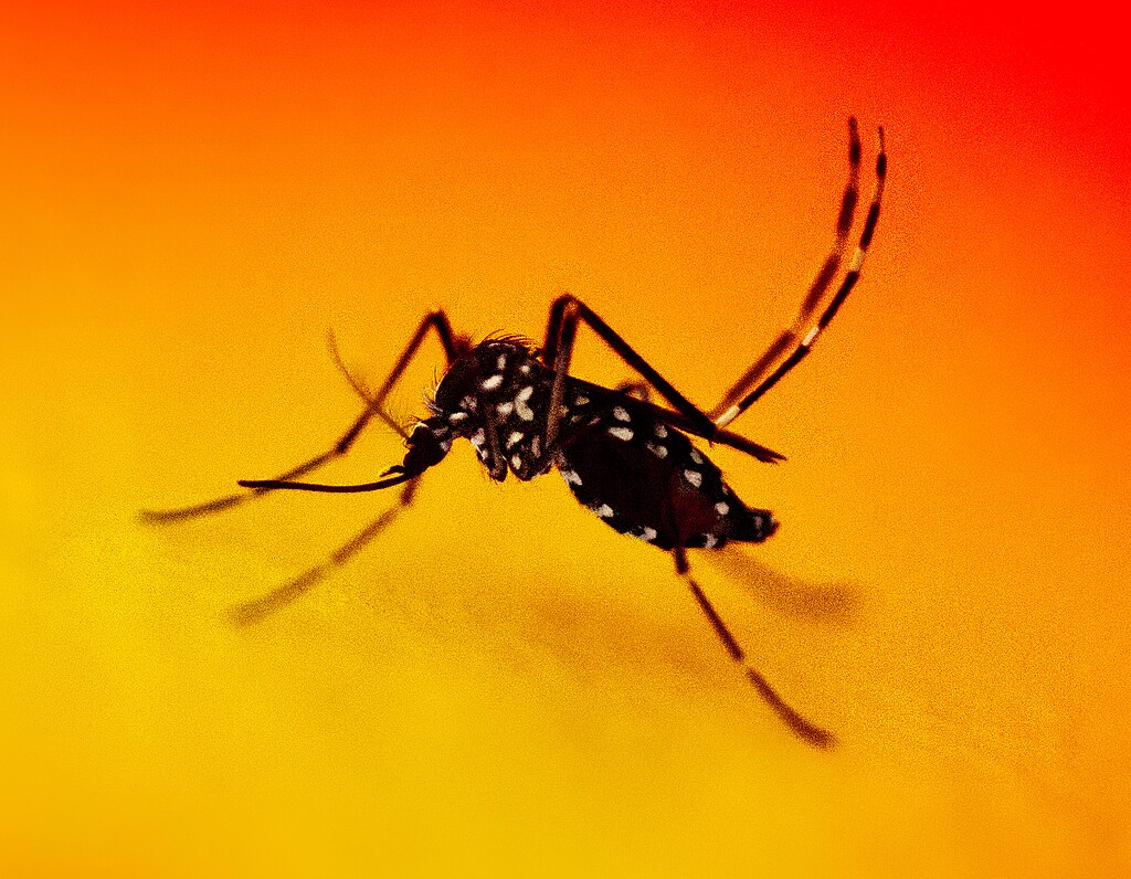 A mosquito on a bright yellow to orange background