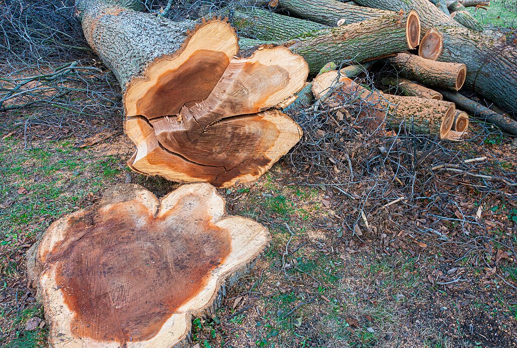On the stump of an elm can be seen how the elm disease killed the tree from within.