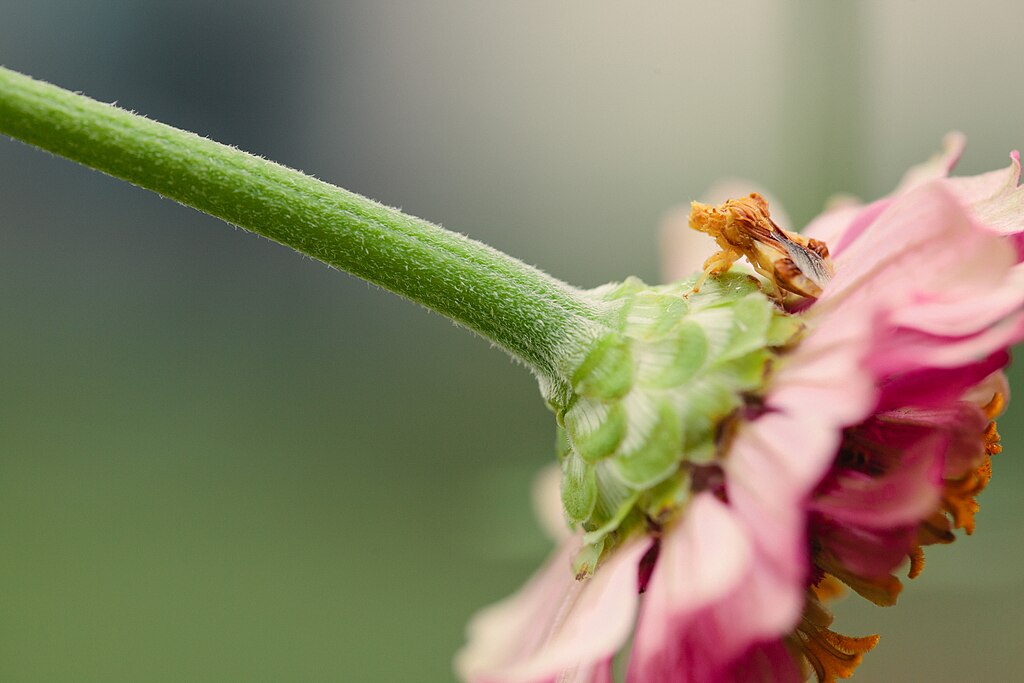 Ambush bug on a flower