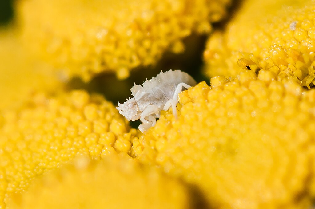 Ambush bugs on a flower