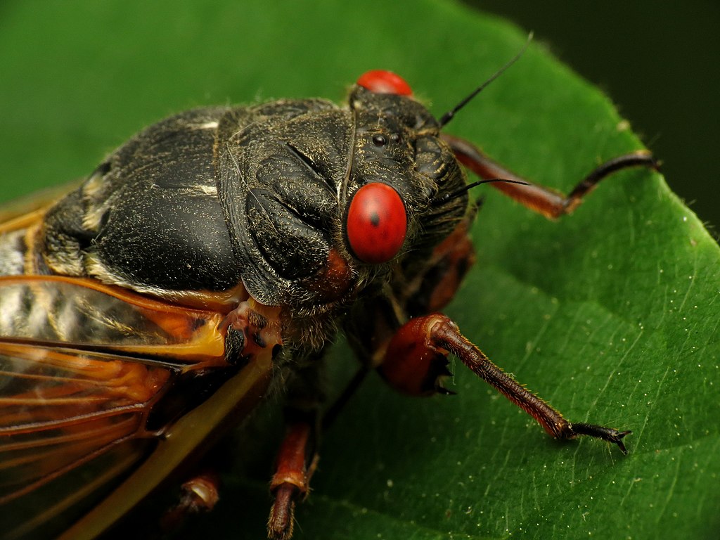 Periodical cicadas head close-up