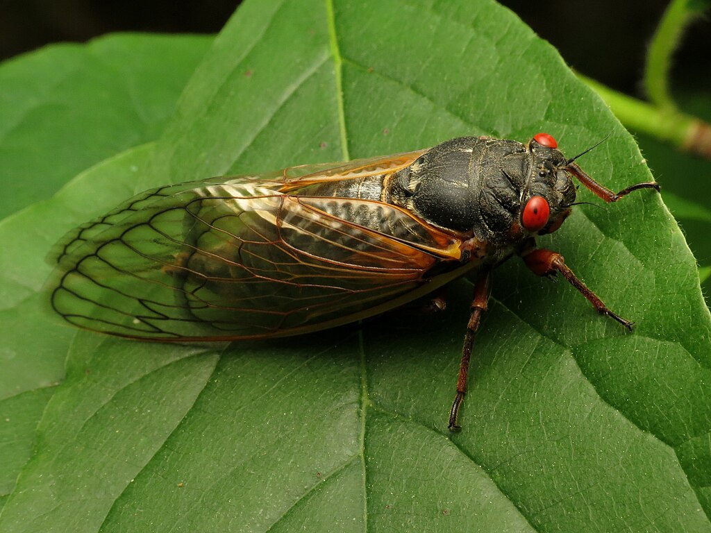 Periodical cicada on a leaf