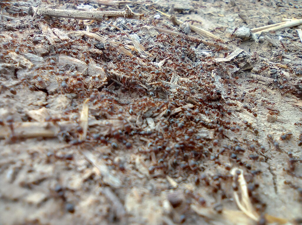Ant colony working together