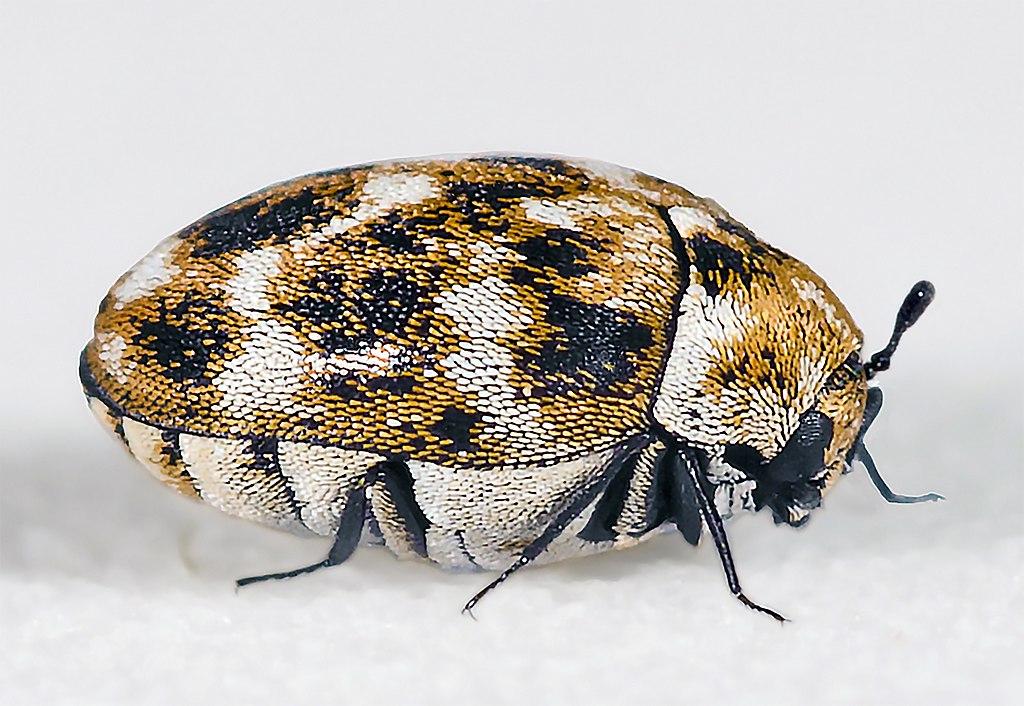 Dermestid beetle, close-up side view