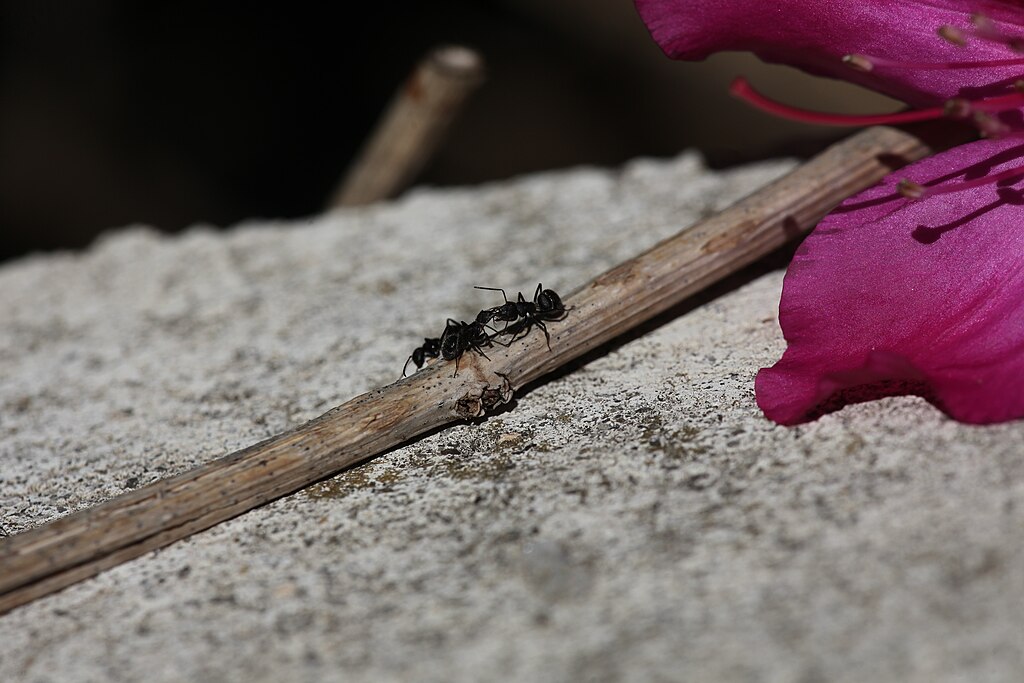 Ants communicating