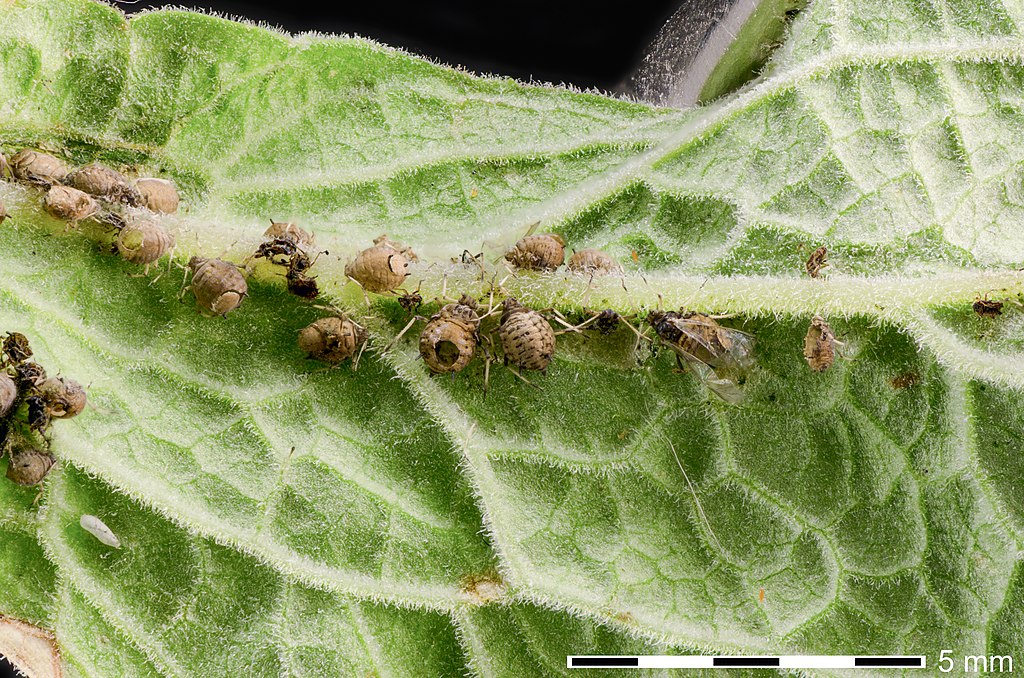 Aphids that were parasitized by wasps/aphidiids on red foxglove 