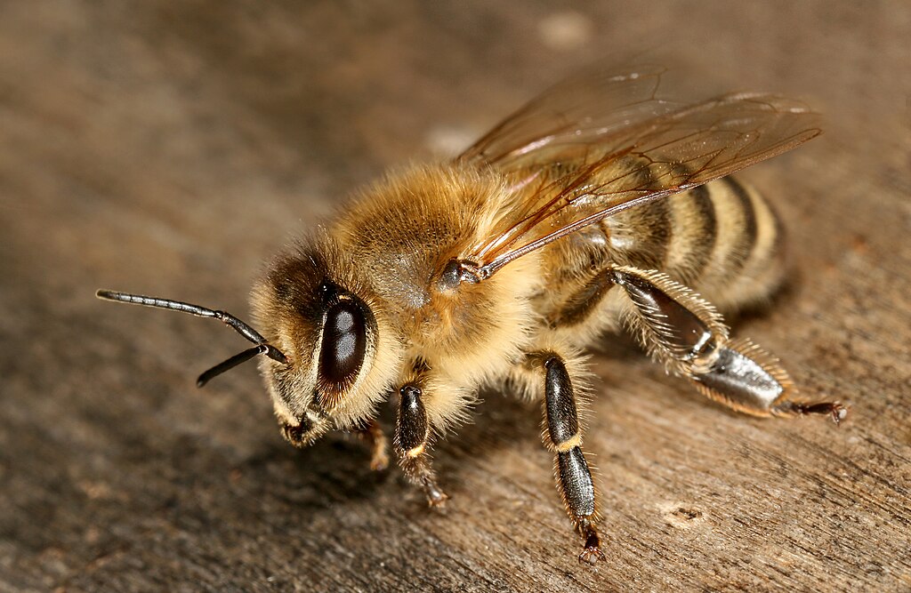 A close-up shot of a bee