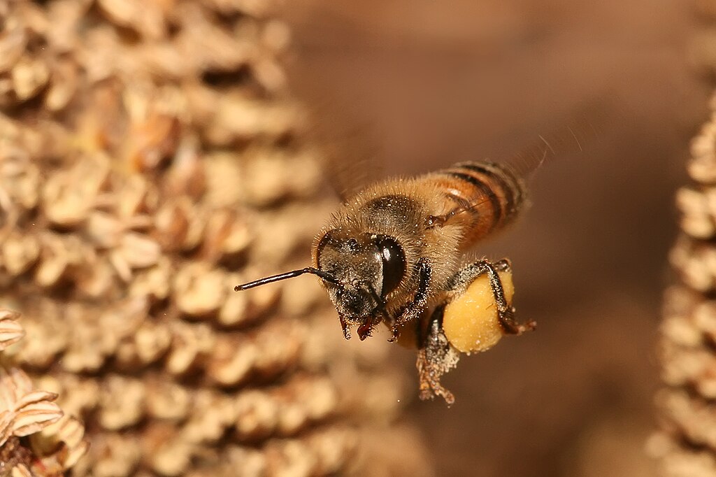 A bee flying back to its hive carrying pollen in a pollen basket.