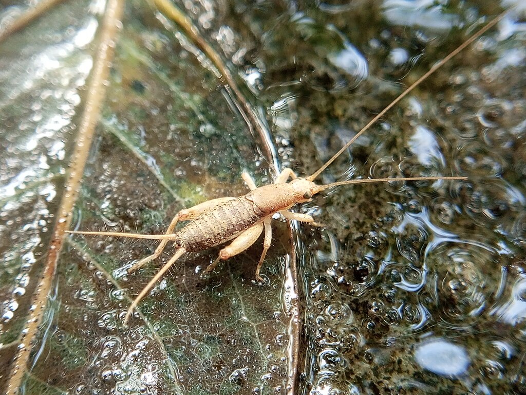 An arthropod on a wet leaf