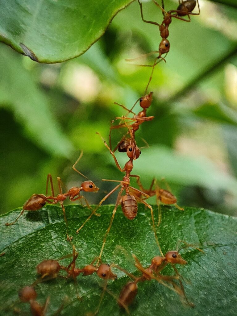 Ants rescue their injured member