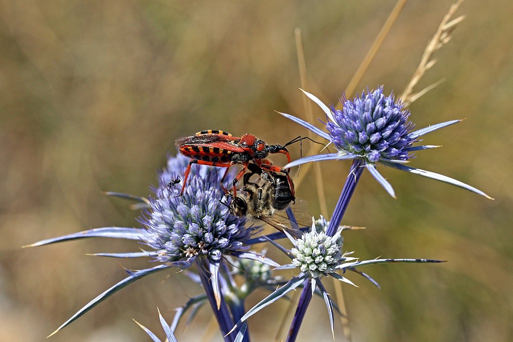 A bug on a flower