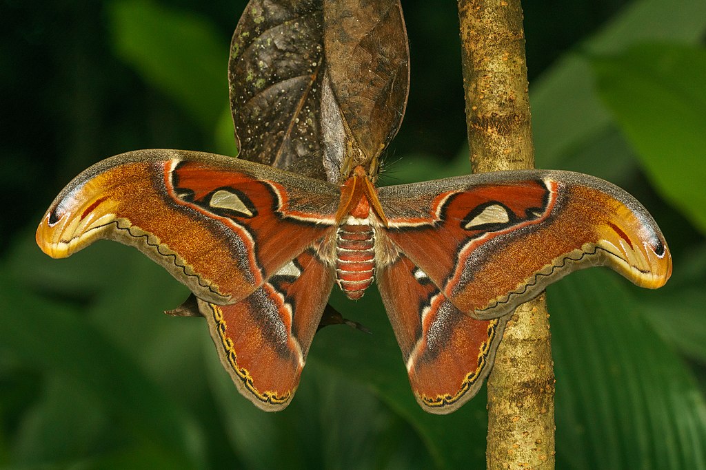 Atlas moth on a leaf