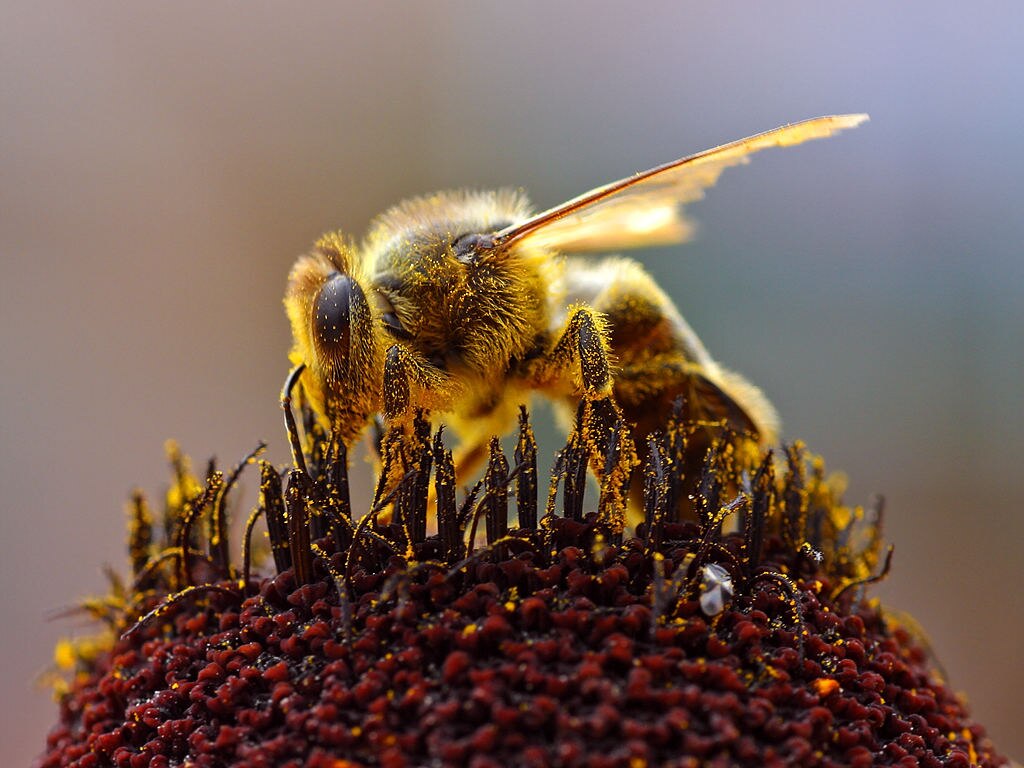 Close-up shot of a bee collecting pollen