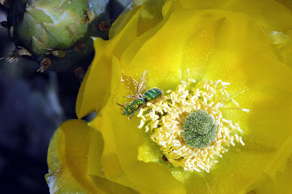 Bee in prickly pear bloom.