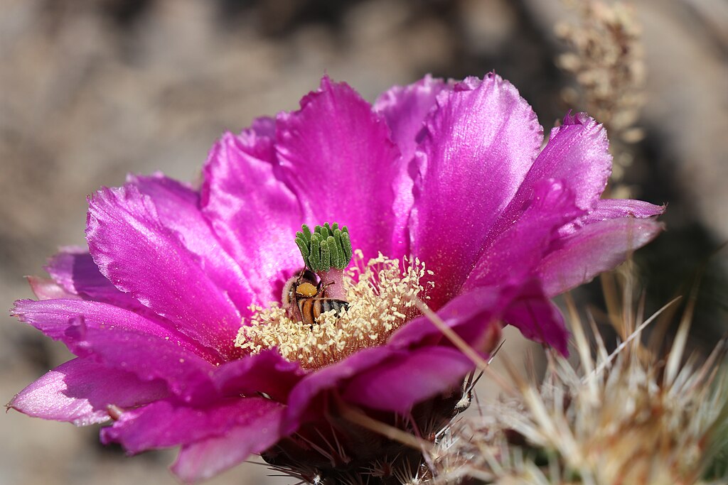 Bee busy harvesting pollen from a cactus flower