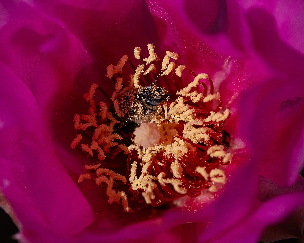 Bee in Beavertail bloom