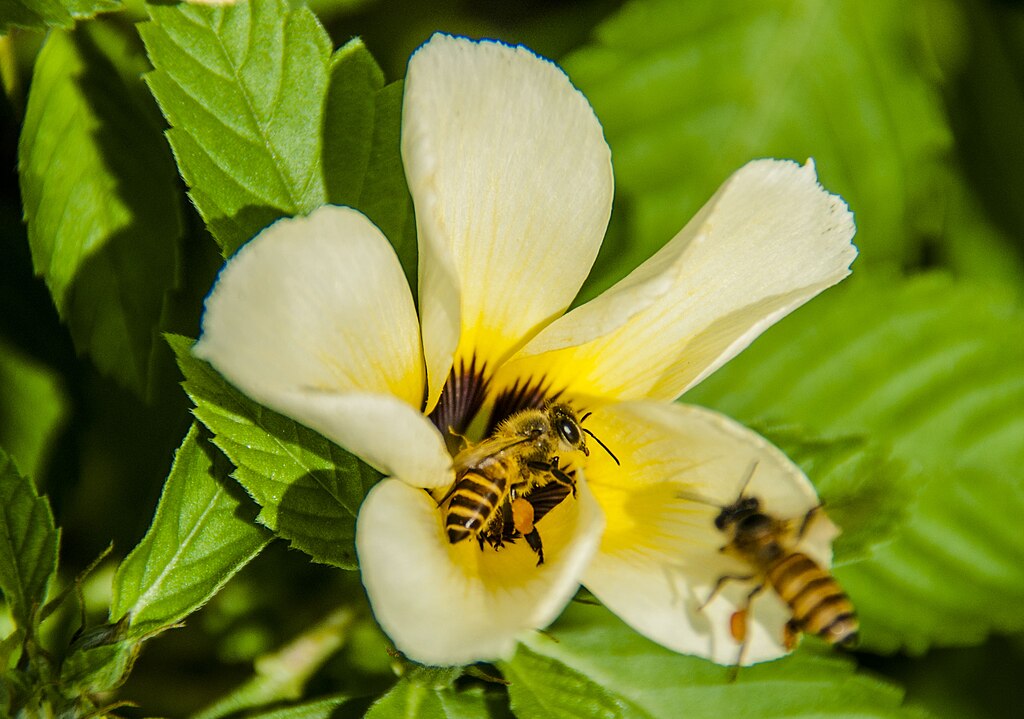 A photo of bees on the flower