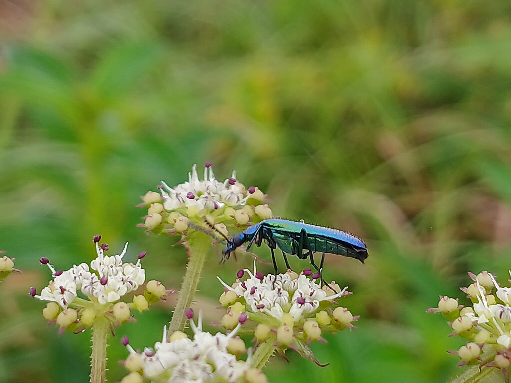A beetle on a flower