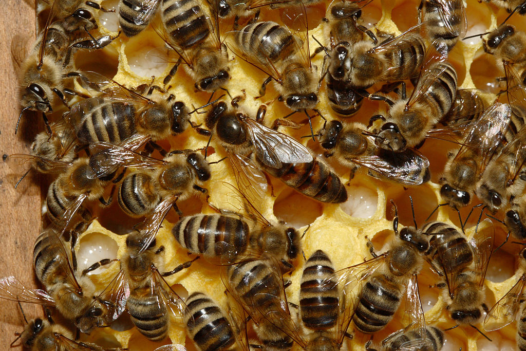 The queen bee in a hive.
