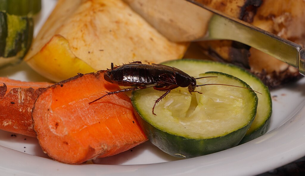 A cockroach on the vegetables