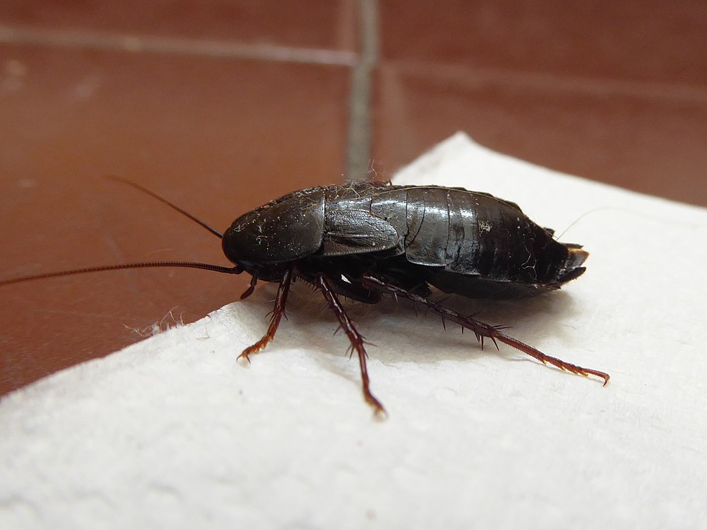 A cockroach on a white cloth