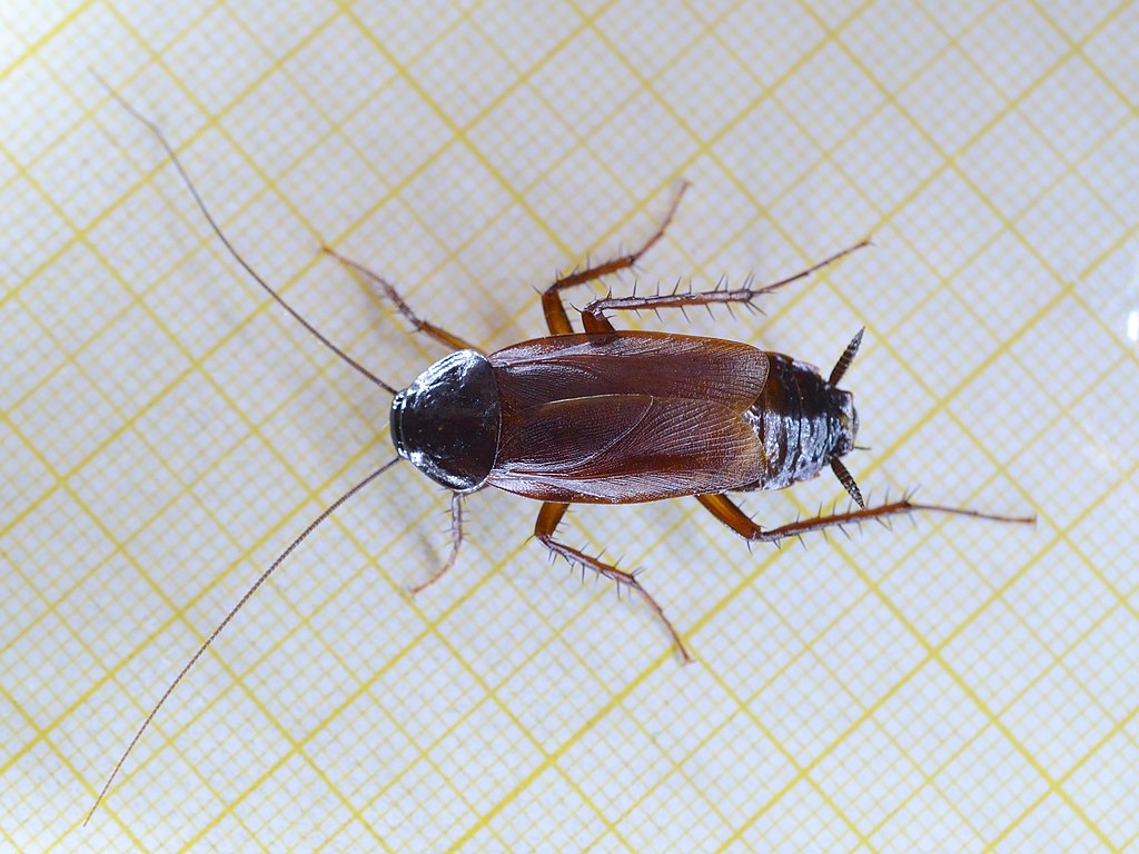 A cockroach on a yellow and white colored surface