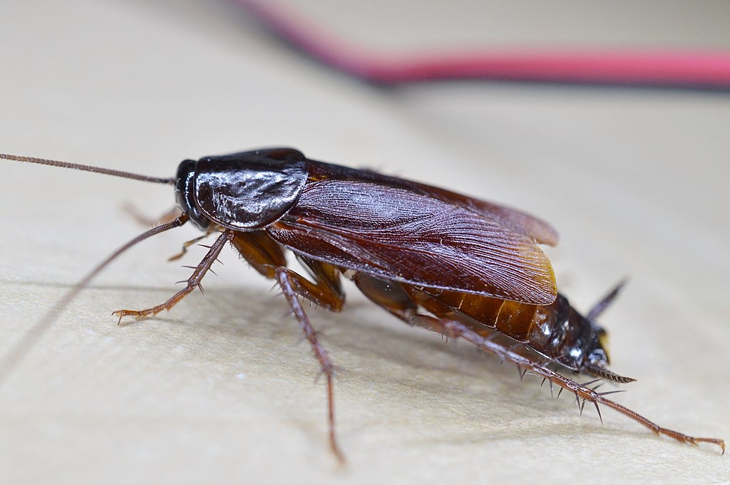 A cockroach on a white surface