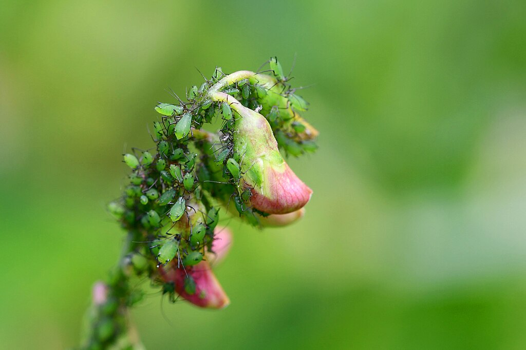 Aphids on a flowering plant