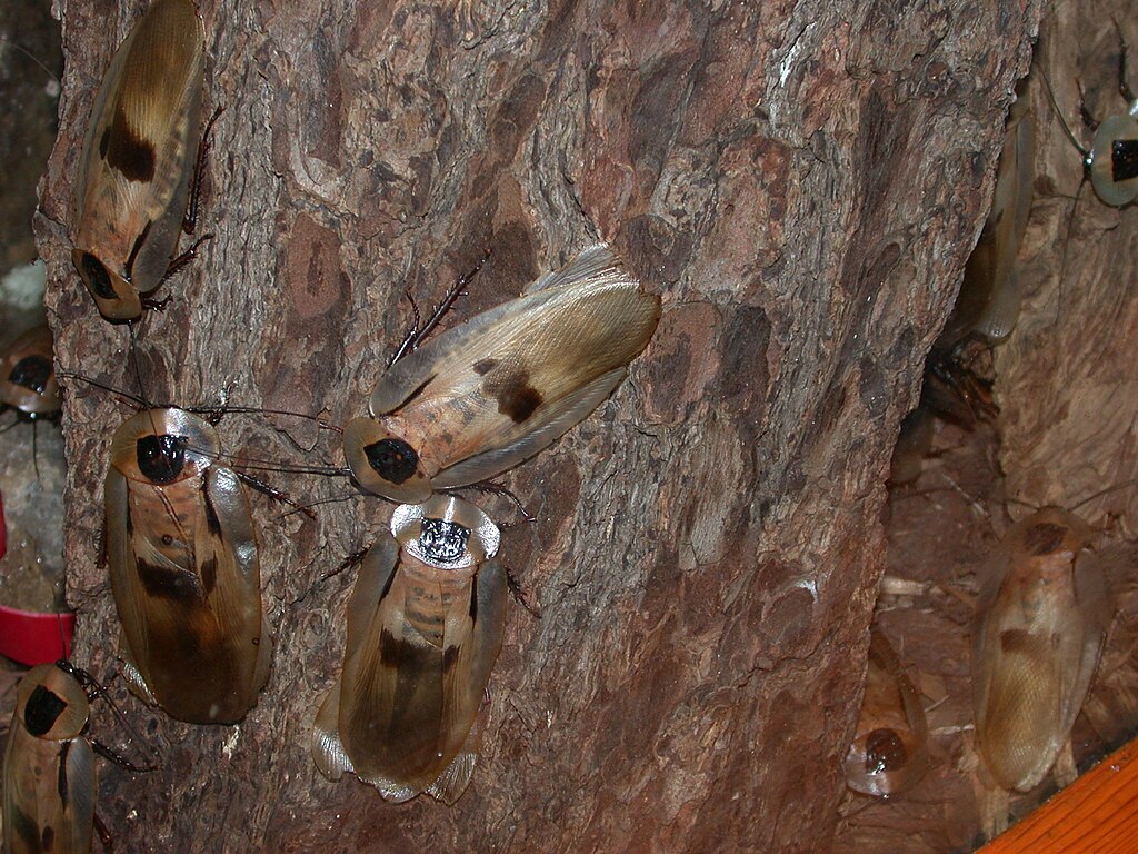Cockroaches on the wood