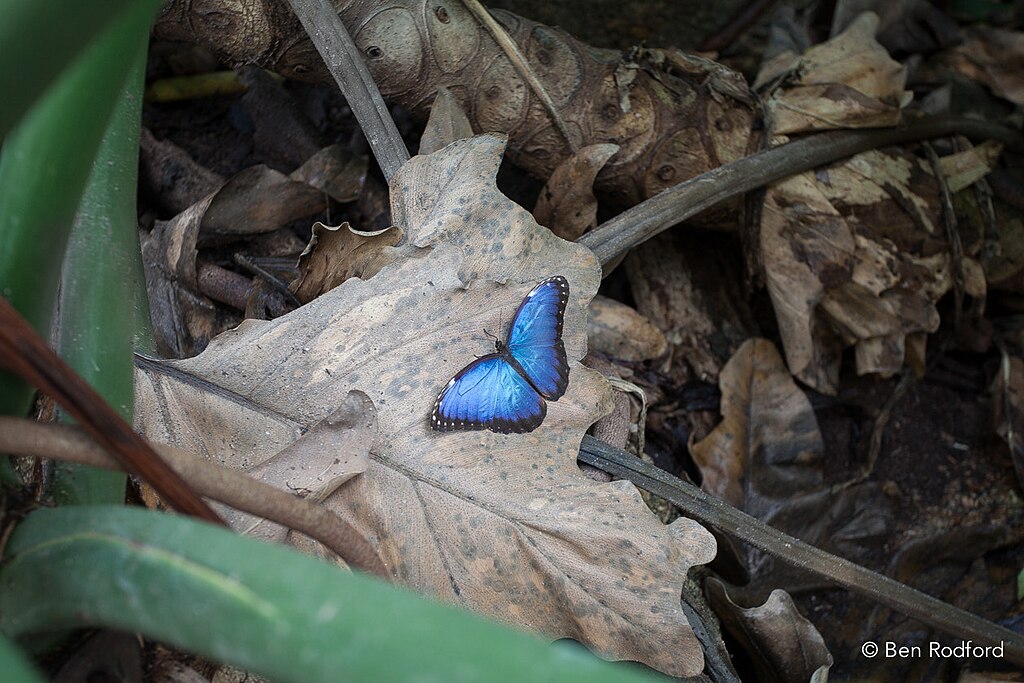 Blue morpho butterfly on a dried leaf