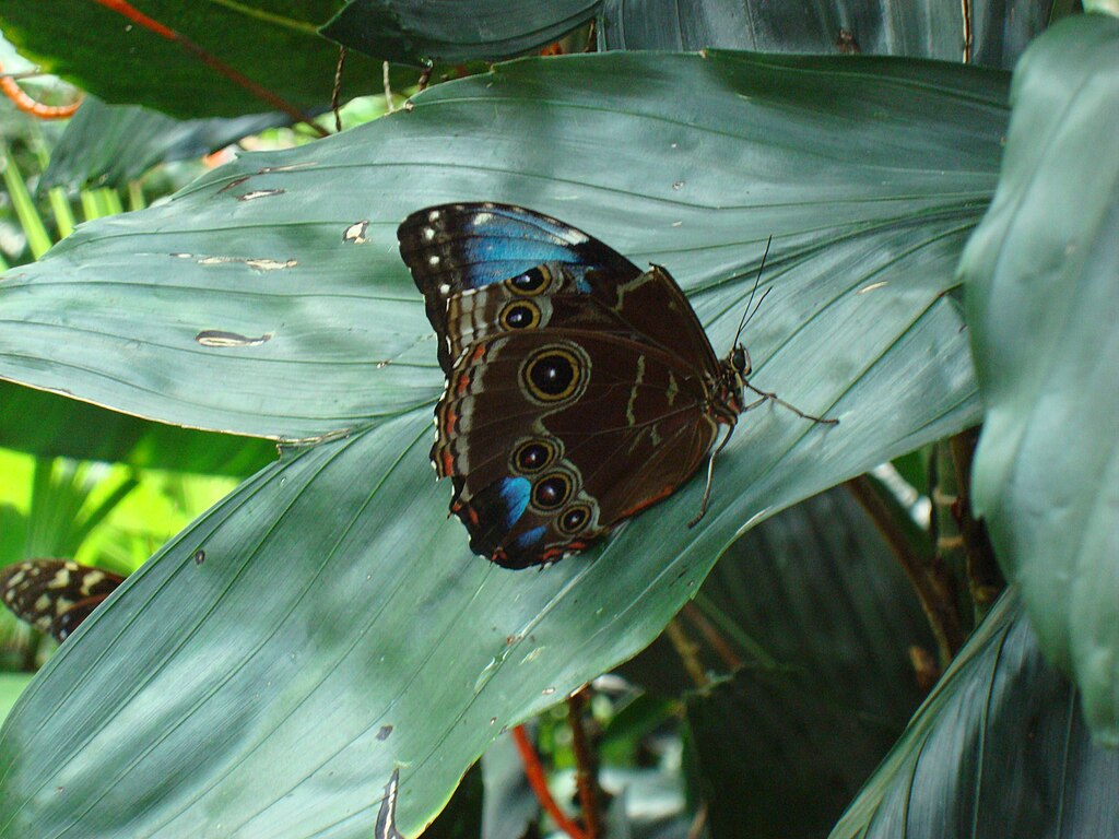 Blue morpho butterfly on a leaf