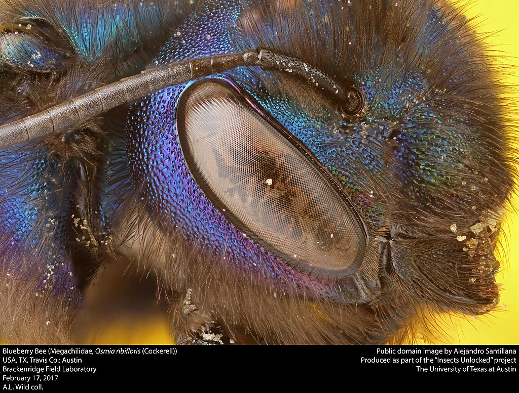 Blueberry bee side view, close-up