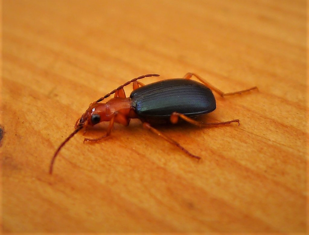 Bombardier beetle on the wood