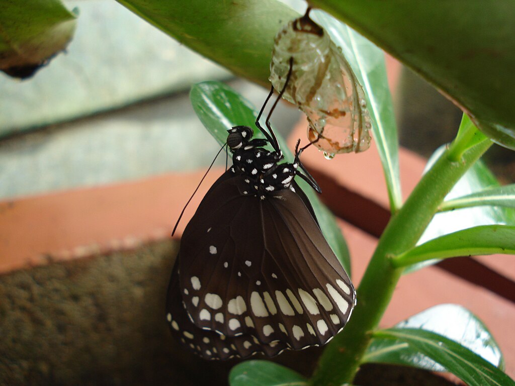 Butterfly metamorphosis