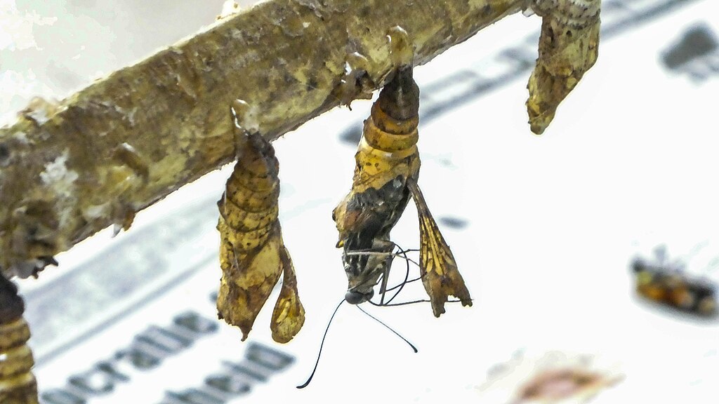 A butterfly emerging from its cocoon