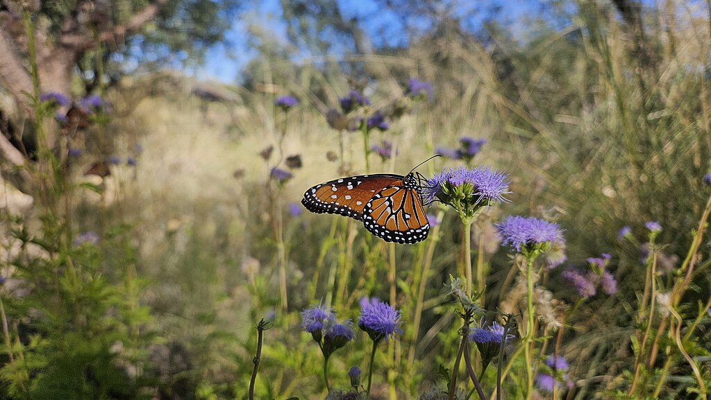 A monarch butterfly lands on a flower