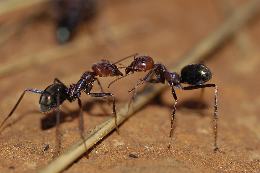 Two meat ants communicating on the ground