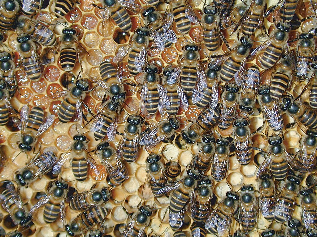 European honeybee hive.