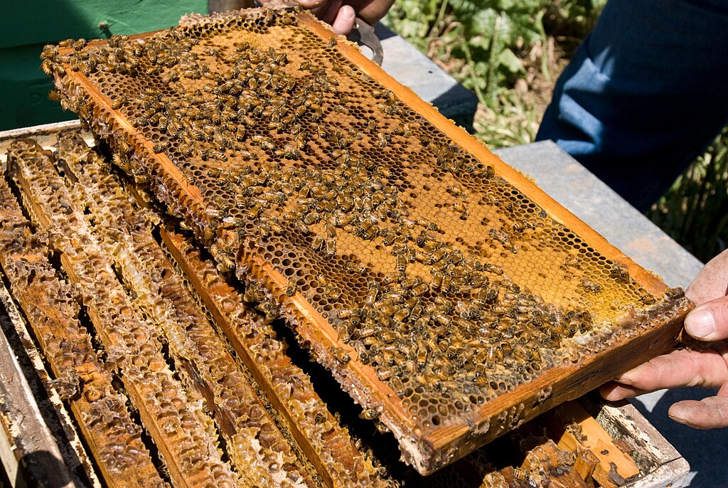 European honeybee hive