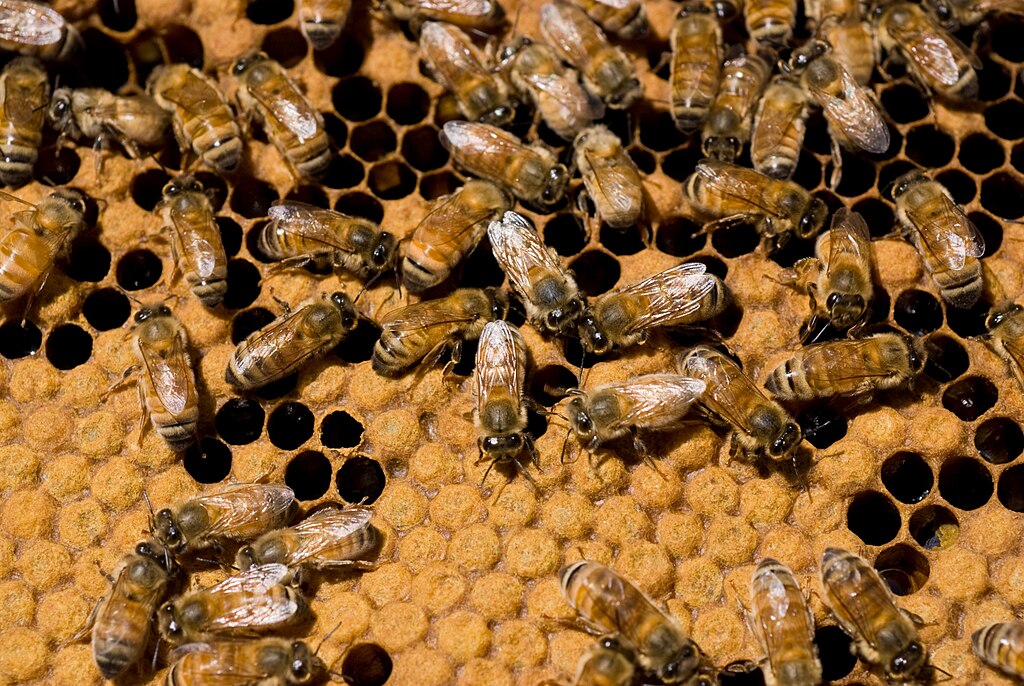 Honeybee hive