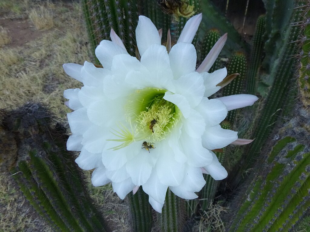 Bees on a cactus flower