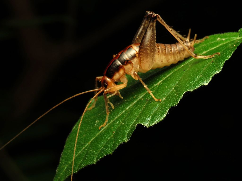 Camel cricket on a leaf