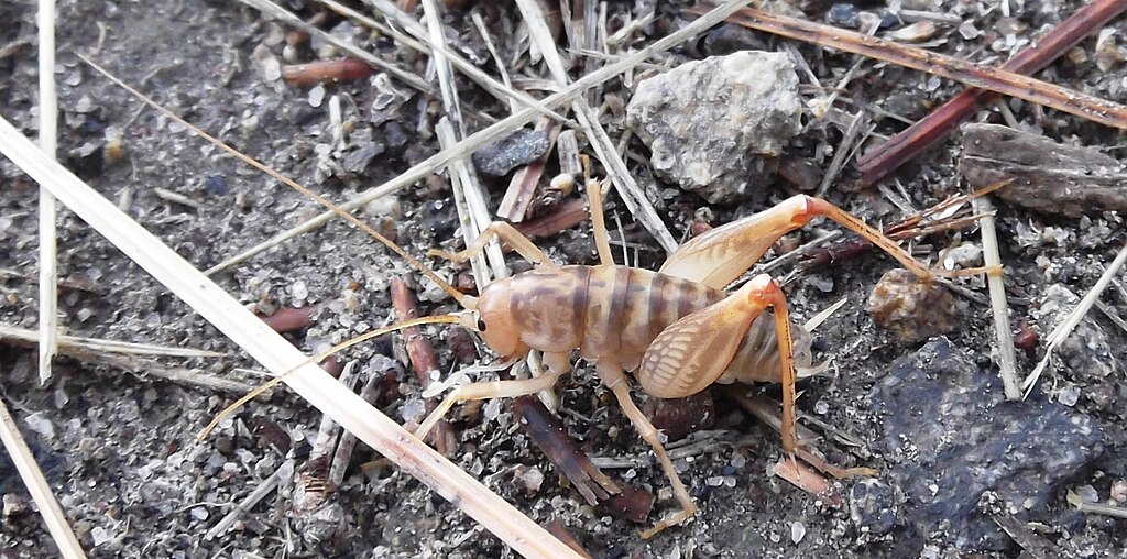 Camel cricket on land with dried grasses
