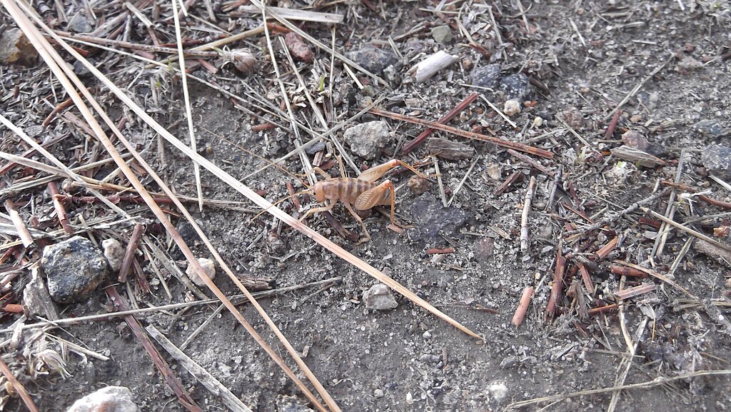 Camel cricket on land with dried grasses