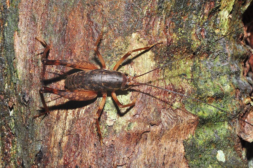 Camel cricket on a tree bark