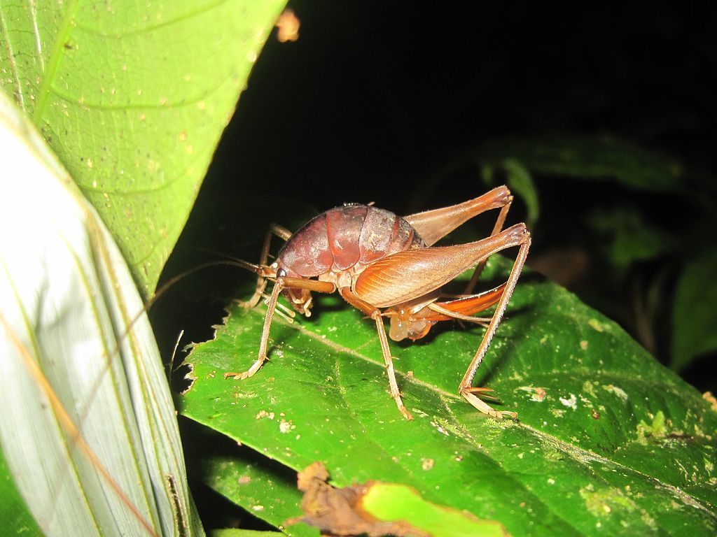 Camel cricket on a leaf