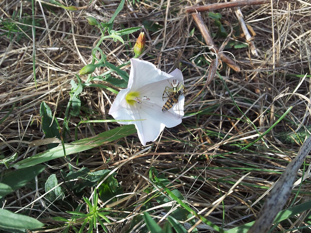 Spider using camouflage has caught insect which is using mimicry