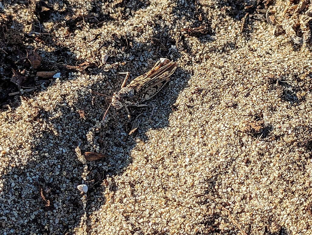 Camouflaged cricket-grasshopper insect